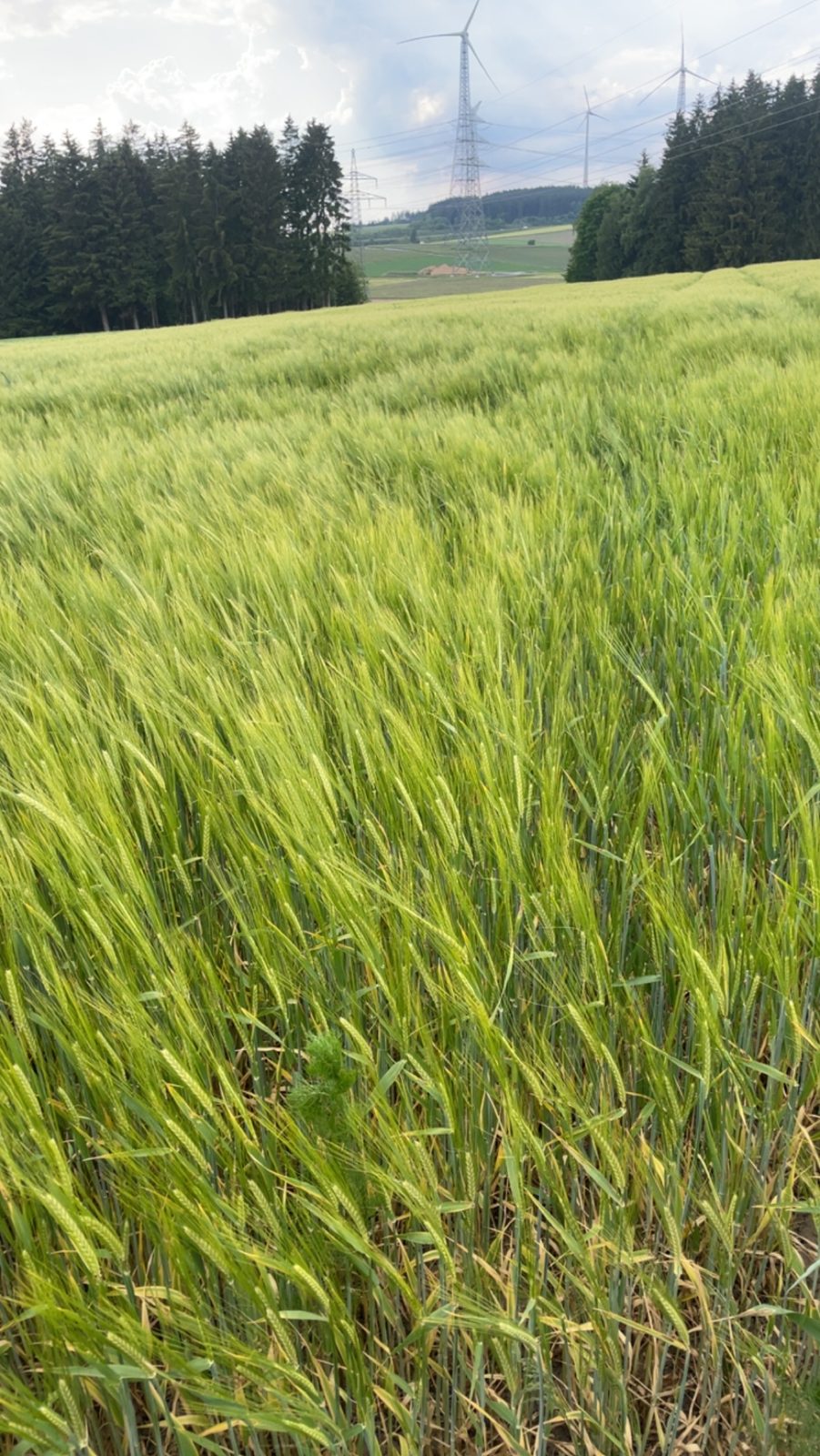 Getreidefeld der Landwirtschaft Tanja Ittner